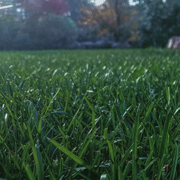 Visualizza i prodotti della categoria Miscugli tappeti erbosi, Terricci, Concimi e Cura Immagine per la categoria Miscugli tappeti erbosi, Terricci, Concimi e Cura